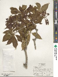 Aesculus × hybrida image