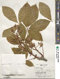 Aesculus × hybrida image