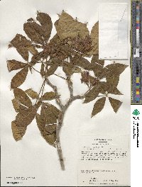 Aesculus × hybrida image