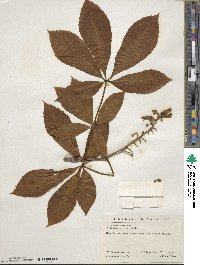 Aesculus × hybrida image