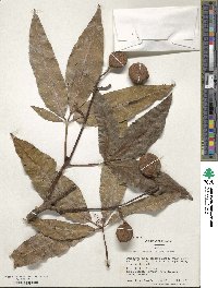 Aesculus indica image