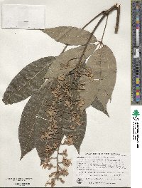 Aesculus indica image