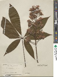 Aesculus indica image