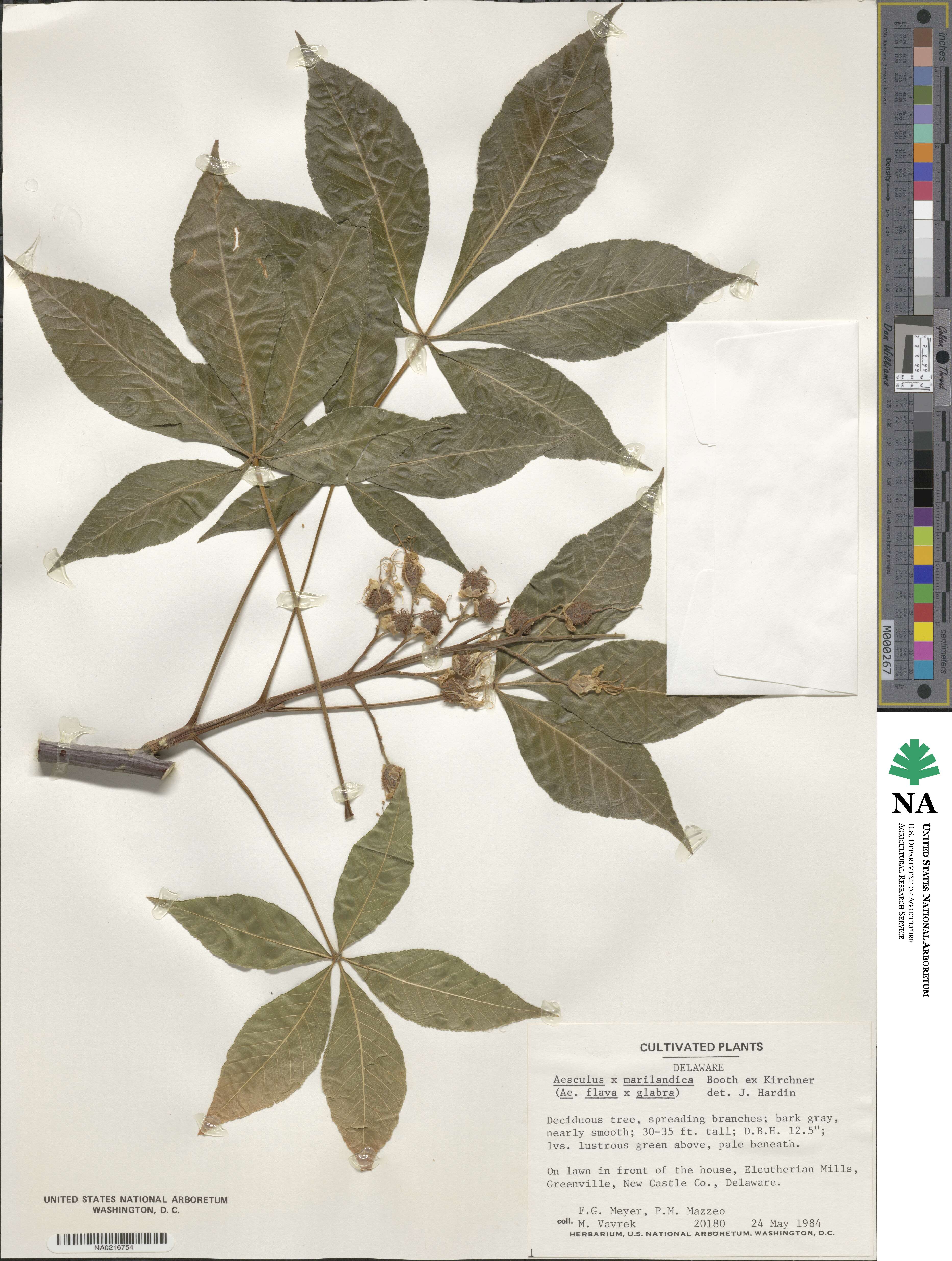 Aesculus × marylandica image