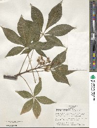 Aesculus × marylandica image