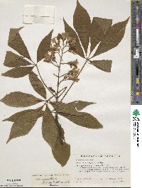 Aesculus × marylandica image