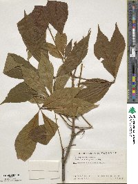 Aesculus × marylandica image