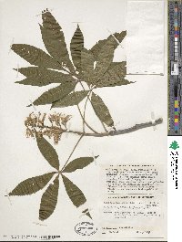 Aesculus × mississippiensis image