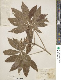 Aesculus × mississippiensis image