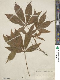 Aesculus × mississippiensis image