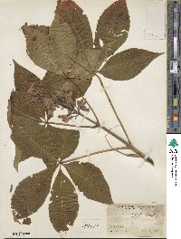 Aesculus flava image