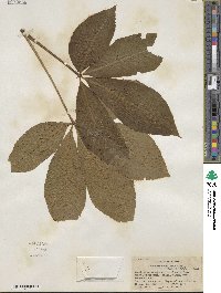 Aesculus flava image