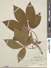 Aesculus flava image