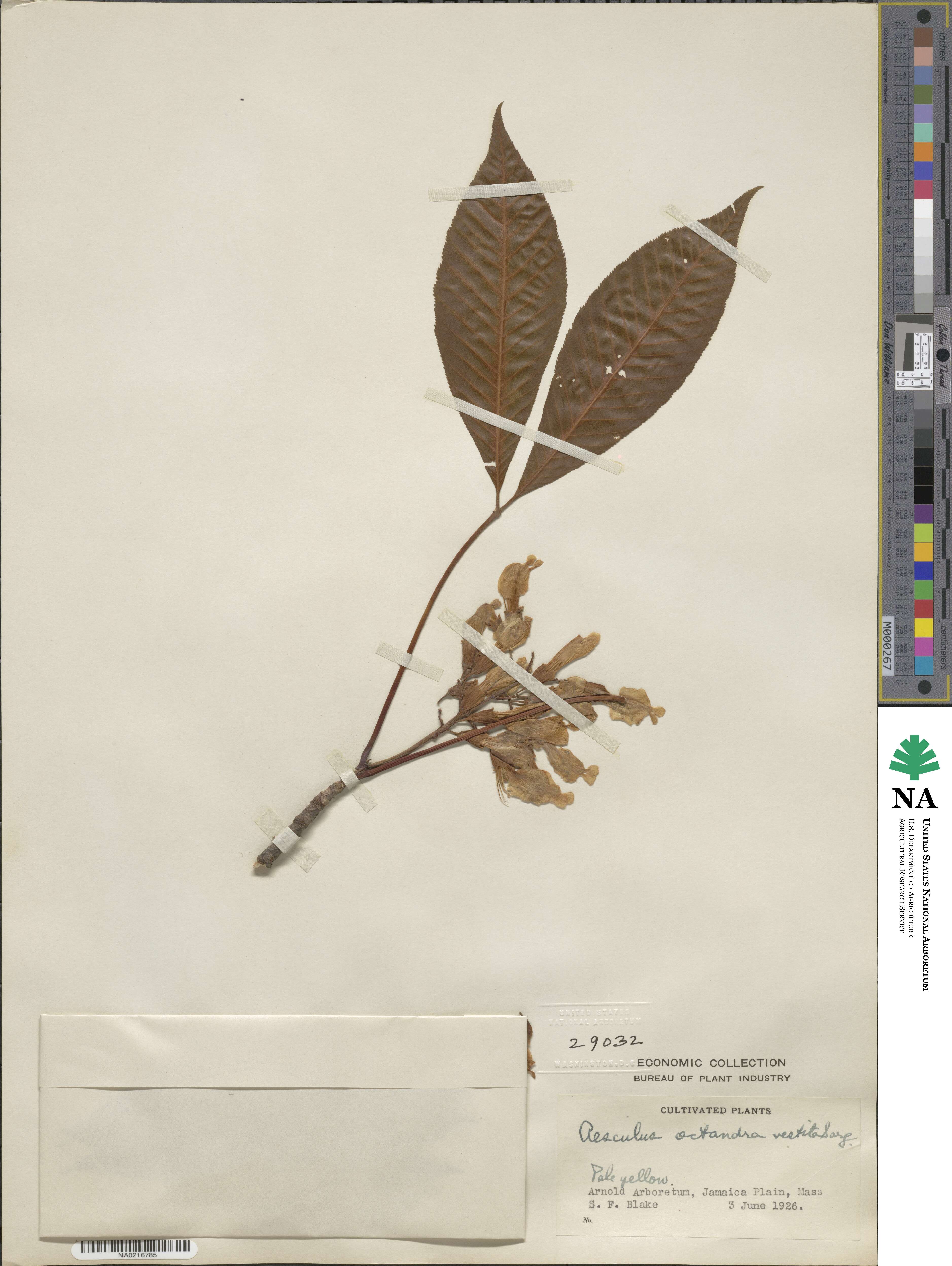 Aesculus flava image