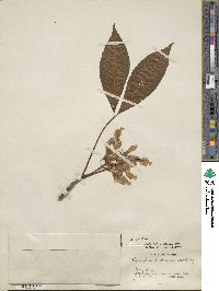 Aesculus flava image