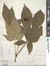 Aesculus parviflora image