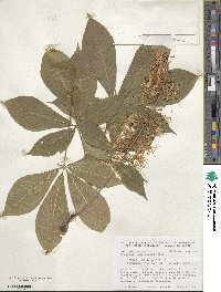 Aesculus parviflora image