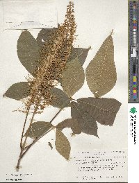 Aesculus parviflora image