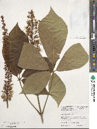 Aesculus parviflora image