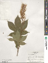 Aesculus parviflora image