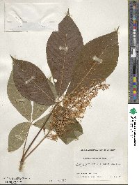 Aesculus parviflora image