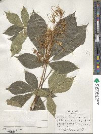 Aesculus parviflora image