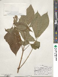 Aesculus parviflora image