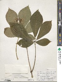 Aesculus parviflora image