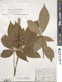 Aesculus parviflora image