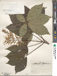 Aesculus parviflora image