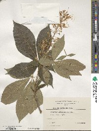 Aesculus parviflora image