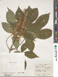 Aesculus parviflora image