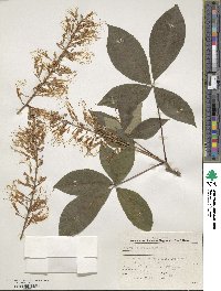 Aesculus parviflora image