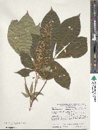 Aesculus parviflora image