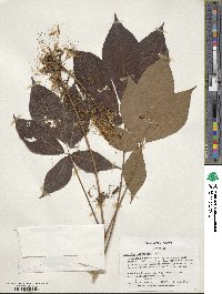 Aesculus parviflora image