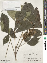 Aesculus parviflora image