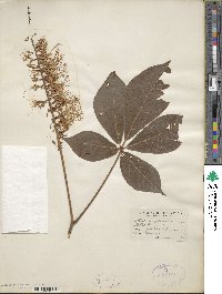 Aesculus parviflora image