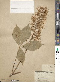 Aesculus parviflora image