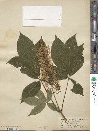 Aesculus parviflora image