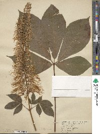 Aesculus parviflora image