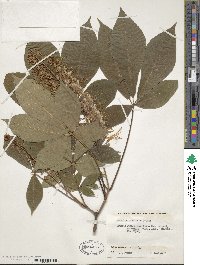 Aesculus parviflora image