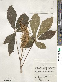 Aesculus parviflora image