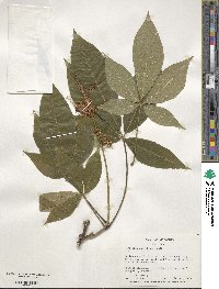 Aesculus parviflora image