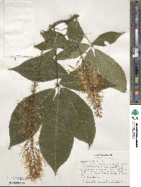 Aesculus parviflora image