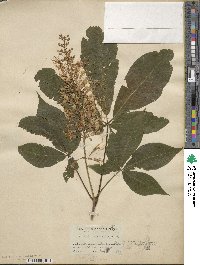 Aesculus parviflora image