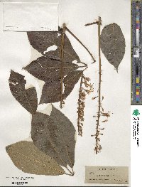 Aesculus parviflora image