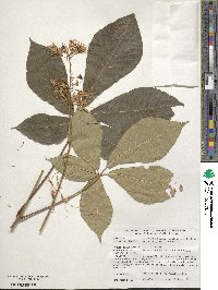 Aesculus parviflora image