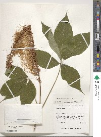 Aesculus parviflora image