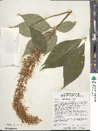 Aesculus parviflora image