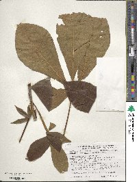 Aesculus parviflora image